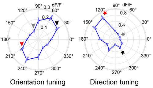 Orientation and Direction tuning